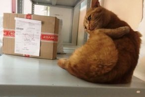 В отделениях «Почты России» начался кошачий флешмоб. А всё из-за одного необычного работника из Омска