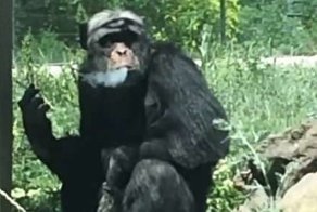 Видео: в китайском зоопарке живет курящая обезьяна