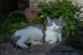 Очень колоритные уличные коты