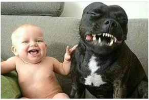 Ох, уж эти собаки, ох, уж эти собачники