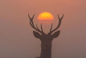 Фотоснимки, сделанные точно в нужный момент