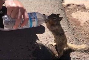 Измученная жаждой белка жадно пьет воду из бутылки