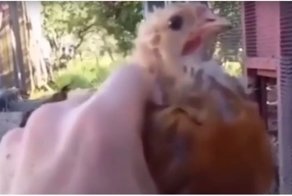 Невозмутимый цыпленок со встроенным гироскопом