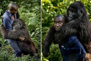 Смотритель национального парка в Конго завел себе необычного друга
