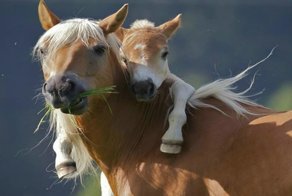 Кони и фото