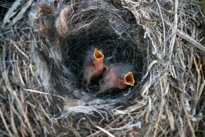 Кормящая бабушка