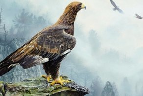 Вы знаете, как орлица выбирает себе отца для своих орлят?