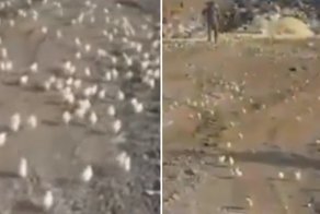 Видео: свалка стала инкубатором для вылупившихся из «тухлых» яиц цыплят