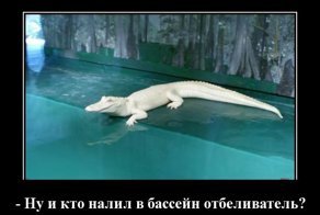 Свежая подборка демотиваторов, которые поднимут вам настроение