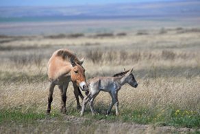 Первый жеребенок лошади Пржевальского появился на свет под Оренбургом