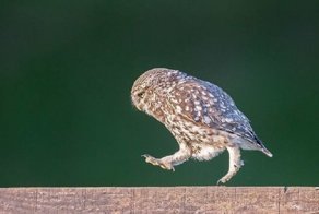 Фотограф сумел подловить сову на необычном развлечении