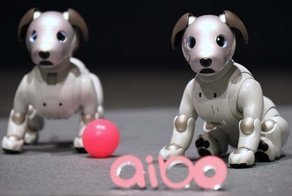 Почему в Японии популярны собаки-роботы