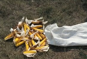 Кукурузный воришка спасается бегством от преследующего его дрона