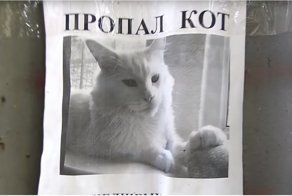 Кот, который следит за вами: оптическая иллюзия на объявлении с пропавшим питомцем