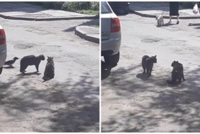 Как ворона-тролль подстрекала двух котов