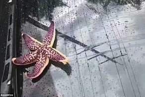 В Китае из-за тайфуна пошел дождь из осьминогов и других морских существ