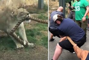 Три профессиональных борца проиграли в перетягивании каната молодому льву