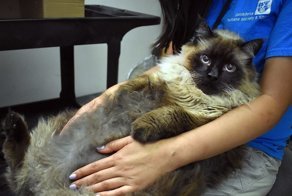 В Калифорнии спасли бездомного кота, страдающего ожирением: видео