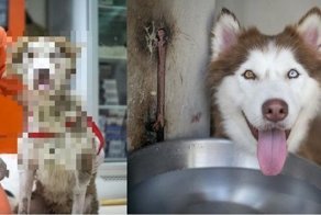 Счастливый билет для хаски