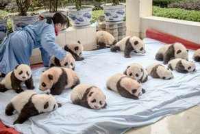 Как выращивают панд в провинции Сычуань