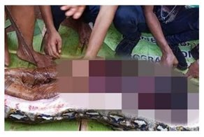 Гигантский питон сожрал индонезийку: видео вскрытия рептилии