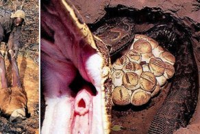 Ловля питона на живца