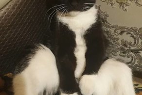 Я неправильный юрист