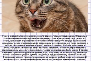 Несколько историй из жизни