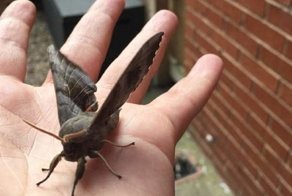 Гигантские озабоченные мотыльки заполонили Британию