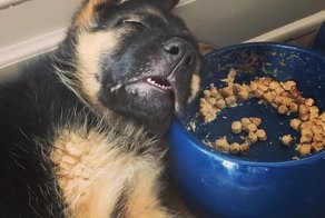 Вот почему не стоит заводить немецкую овчарку!