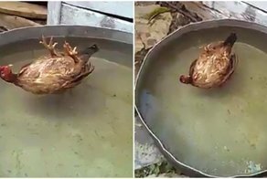 Жизнь хороша, когда в тазу плывешь не спеша