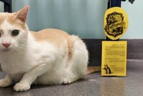 Парень решил подружиться со слепым котом, который всех боялся