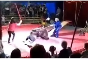 Медведь едва не убил дрессировщика во время циркового представления