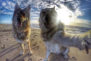 Эти забавные животные