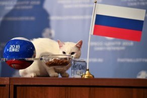 Опять угадает? Кот Ахилл предсказал, чем закончится футбольный поединок России с Египтом