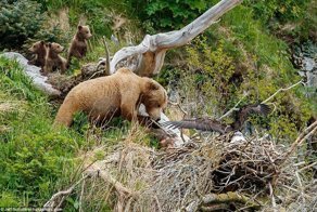 Голодная медведица совершает набег на орлиное гнездо