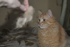 Кошачье рукоделие: из вычесанной шерсти кота сделали его мини-версию