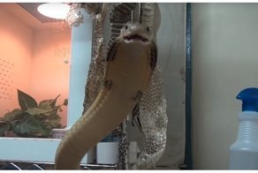 Бесстрашный любитель змей развлекается со своими питомцами