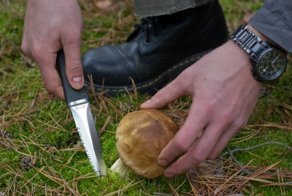 Биологические мифы. Миф №1. Грибы - срезать или не срезать вот в чём вопрос?