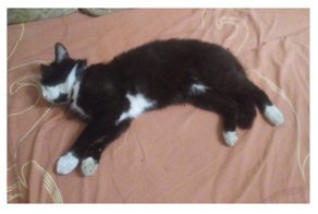 Ушлый южанин готов отдать кота за квартиру или машину