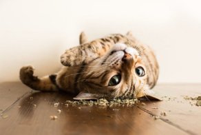 Коты и кошачья мята: вы еще не знаете, что такое кайф!