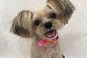 Очаровательные стрижки: 30 собак, попавших в руки умелого японского грумера