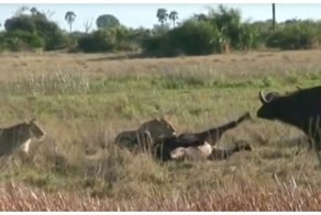 Буйволы отбили у львов своего сородича