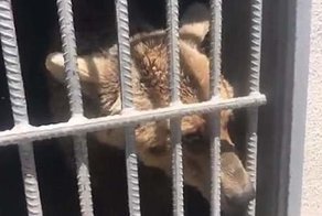 Видео: освобождение медведей из зоопарка в Армении