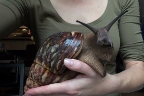 Самая большая улитка в мире