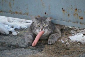 Прикольные котики