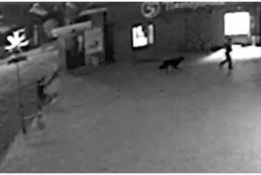 Воры пошли на дело вместе со своим четвероногим другом