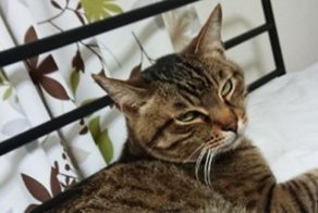 Если ваши кошки не дают вам спать по ночам, то один японец придумал простой способ, как их усмирить