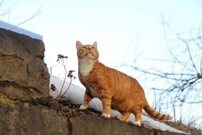 Старший мяучный сотрудник Выборгского замка: кот получил трудовую книжку