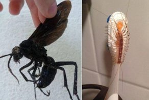 28 странных фотографий, глядя на которые вам захочется сказать нет, нет и ещё раз нет